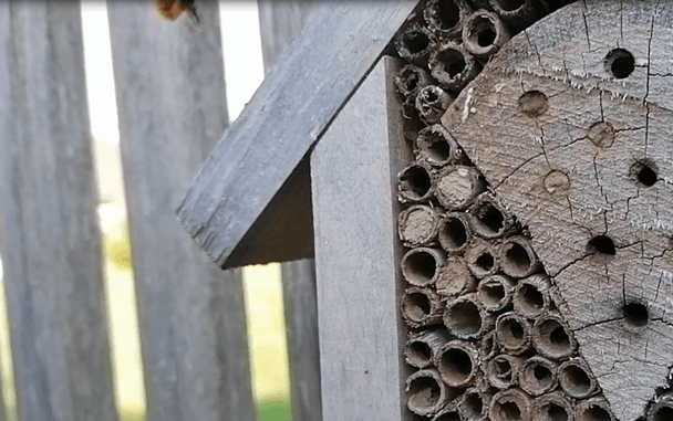 Bienen im Schaugarten Saubergen